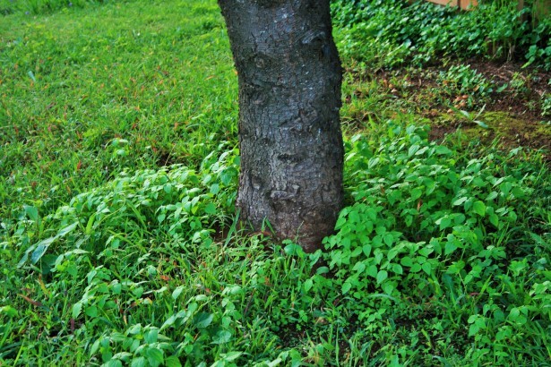 Foto de ervas daninhas crescendo sob a árvore